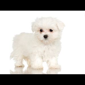 Meet your Posher, Mariah